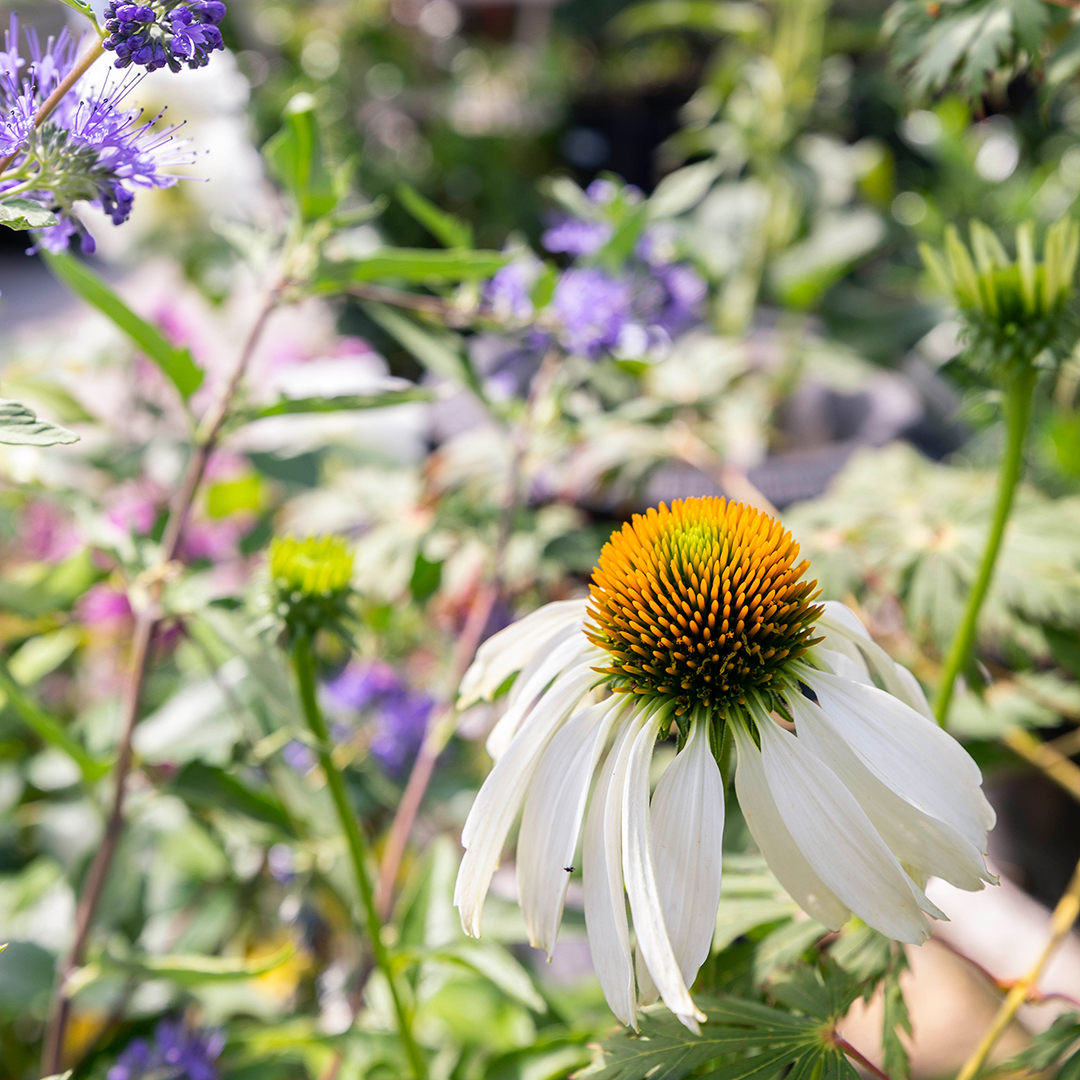 A picture of the product at our Portland garden center and plant nursery