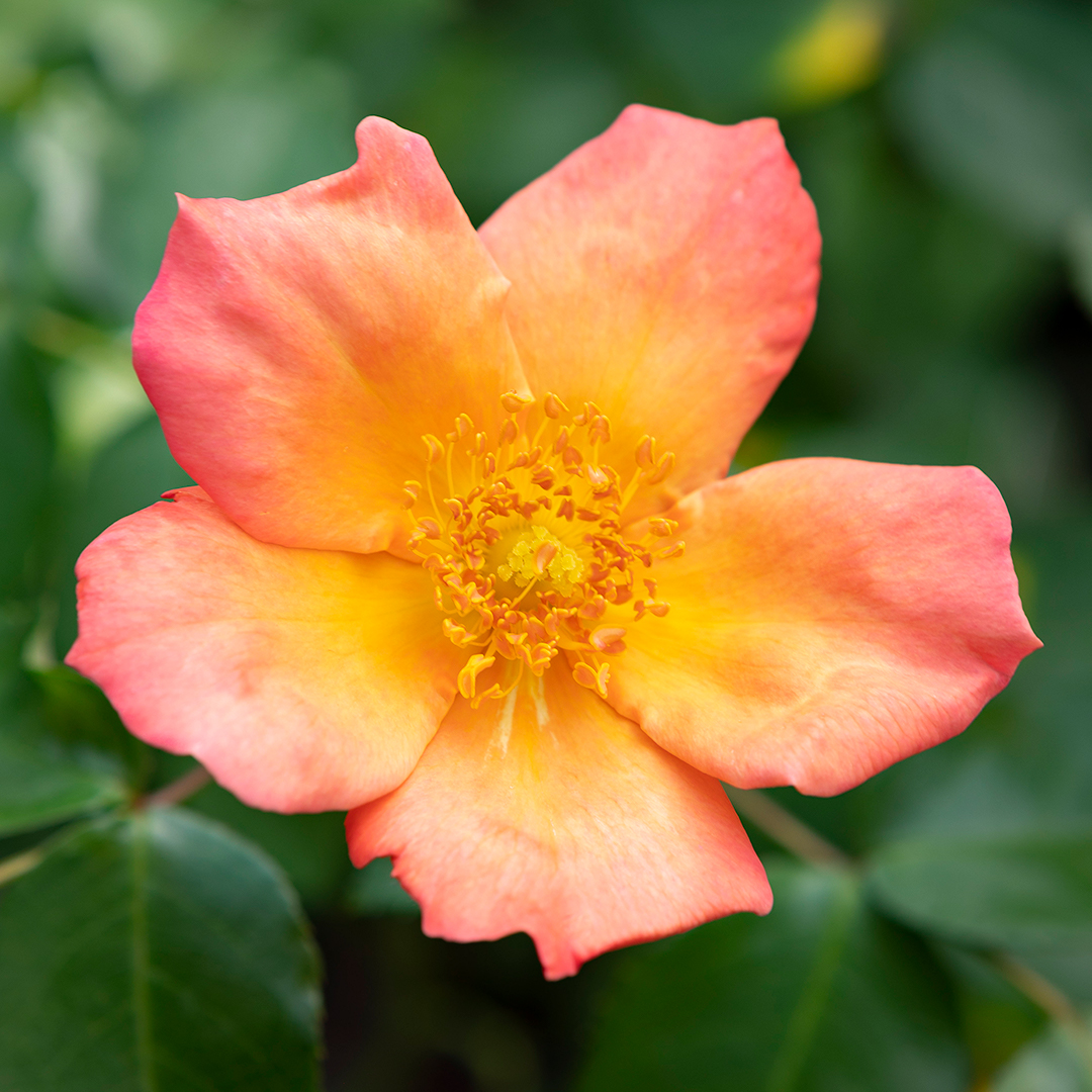 A picture of the product at our Portland garden center and plant nursery