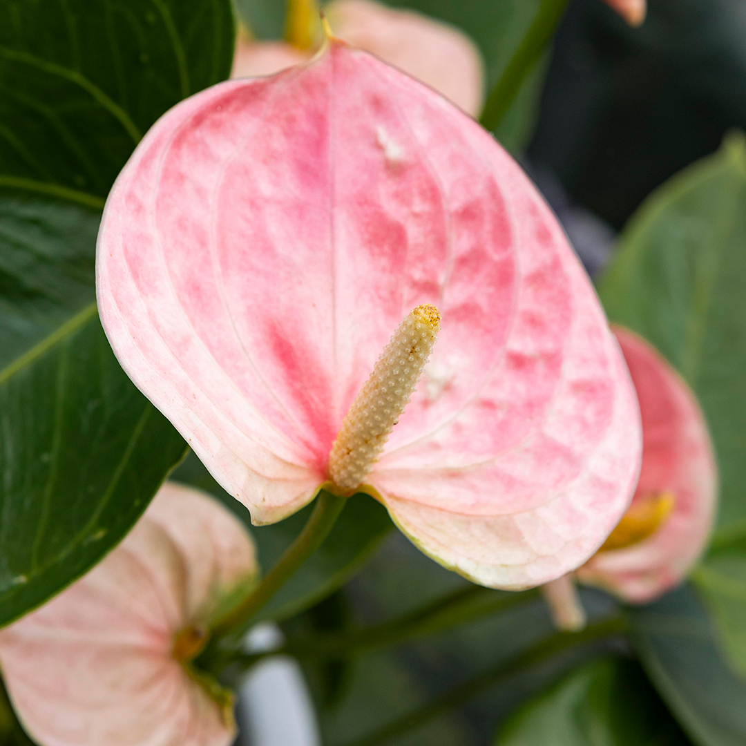 Our Portland plant nursery carries a wide variety of flowers, shrubs, trees, cacti, succulents, and other plants, such as that pictured here