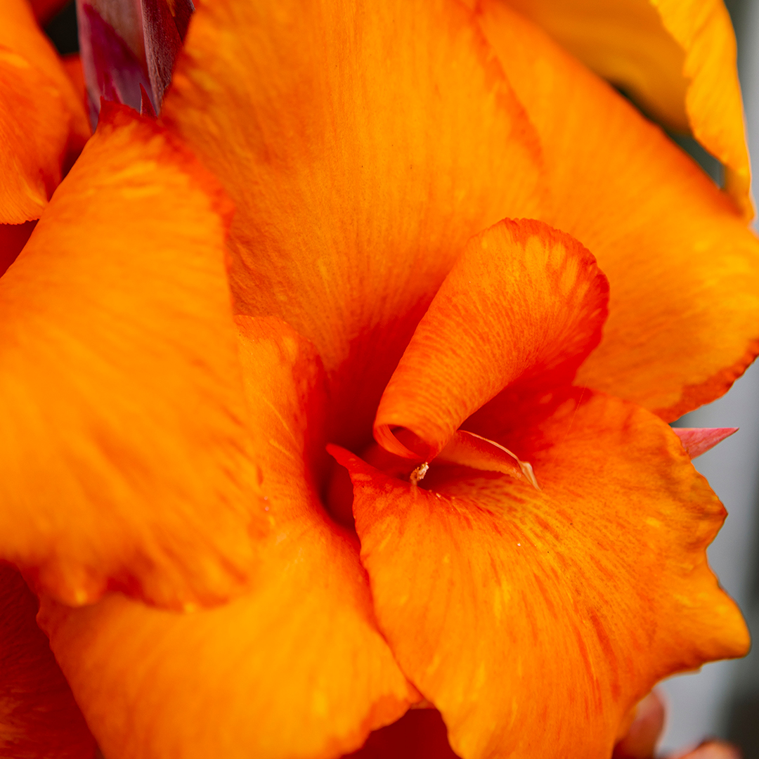 A picture of the product at our Portland garden center and plant nursery