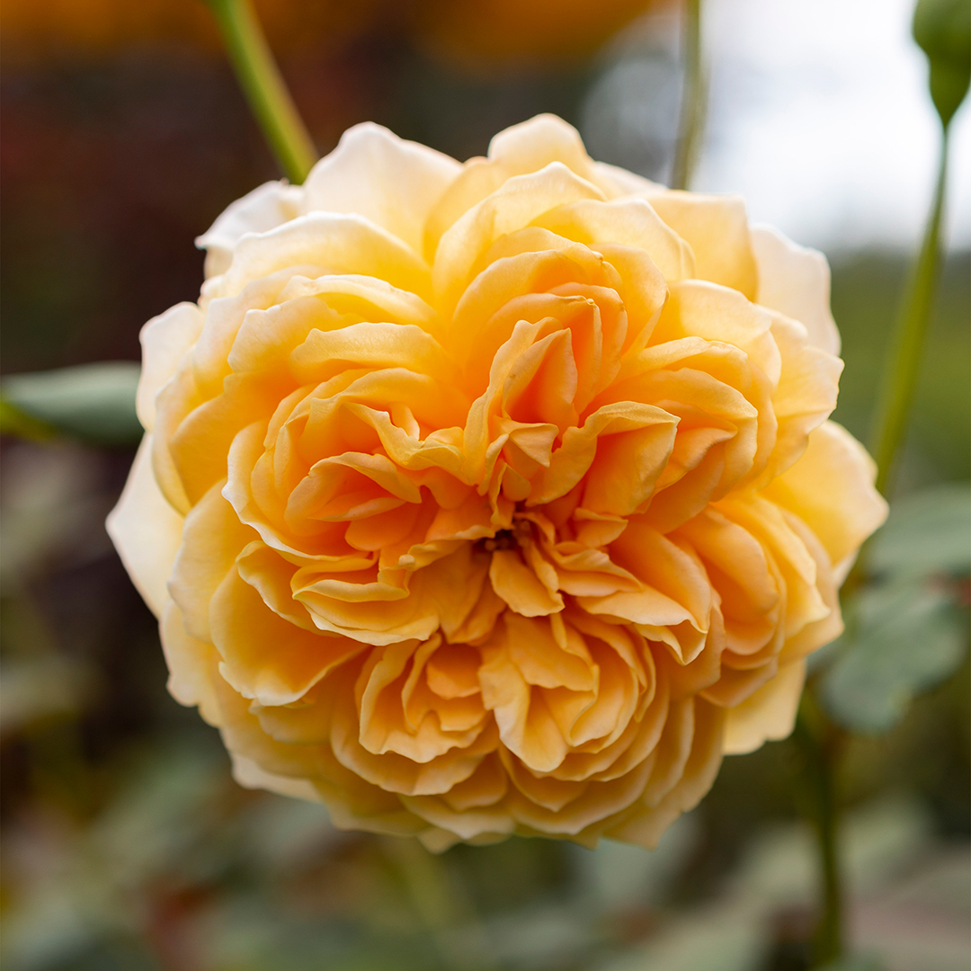 A picture of the product at our Portland garden center and plant nursery