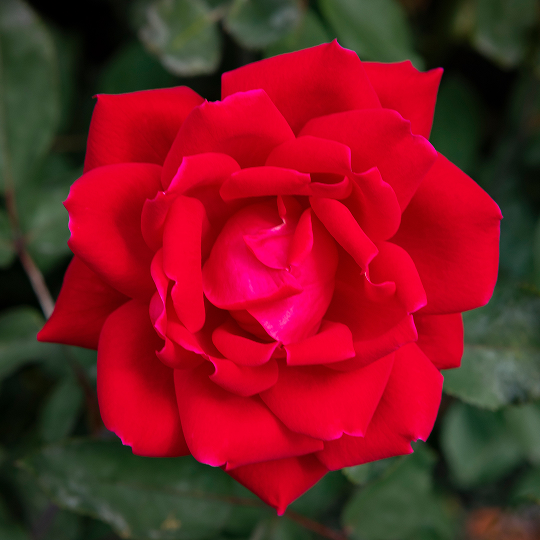 Our Portland plant nursery carries a wide variety of flowers, shrubs, trees, cacti, succulents, and other plants, such as that pictured here