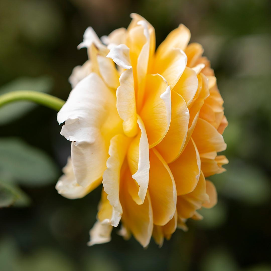 A picture of the product at our Portland garden center and plant nursery