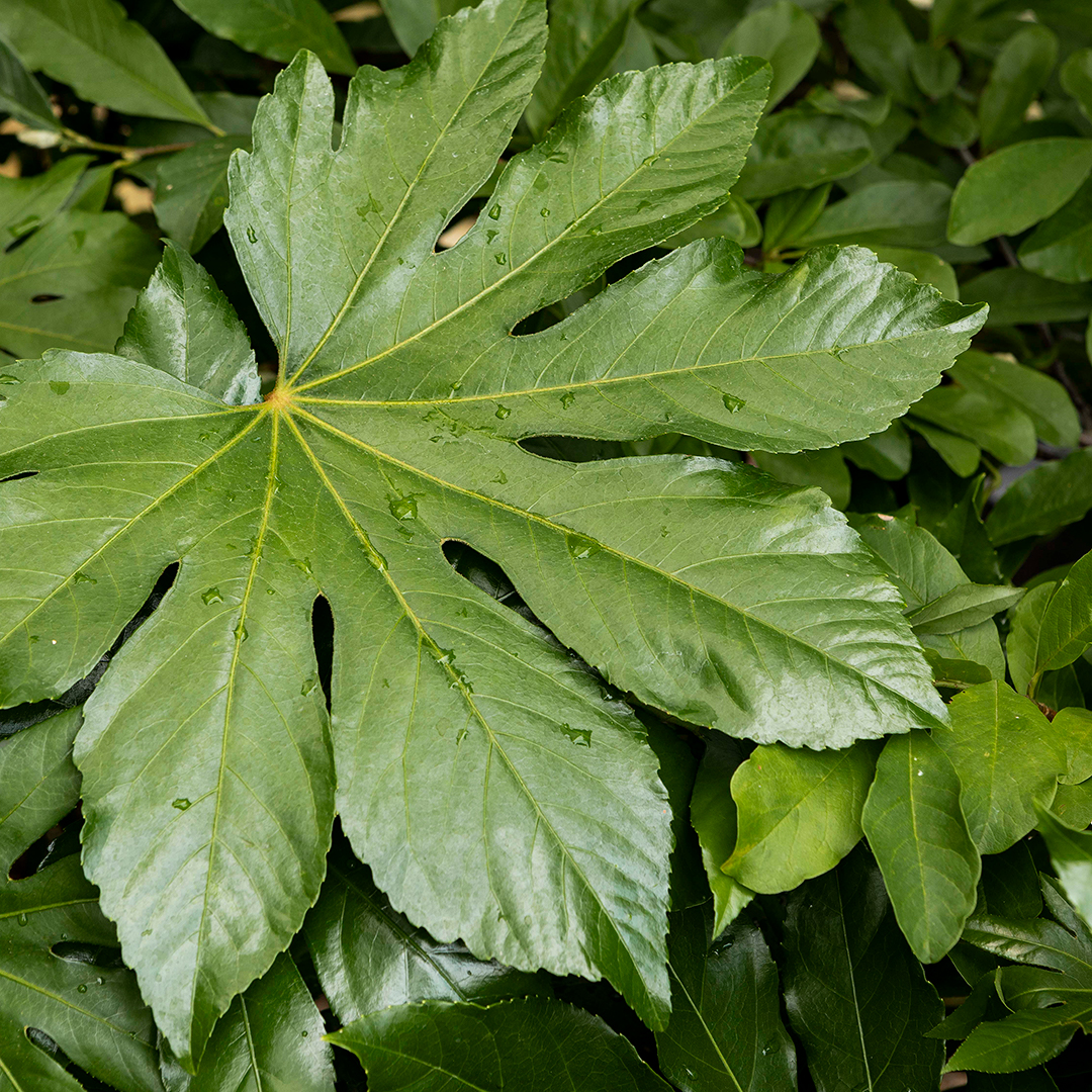 A picture of the product at our Portland garden center and plant nursery