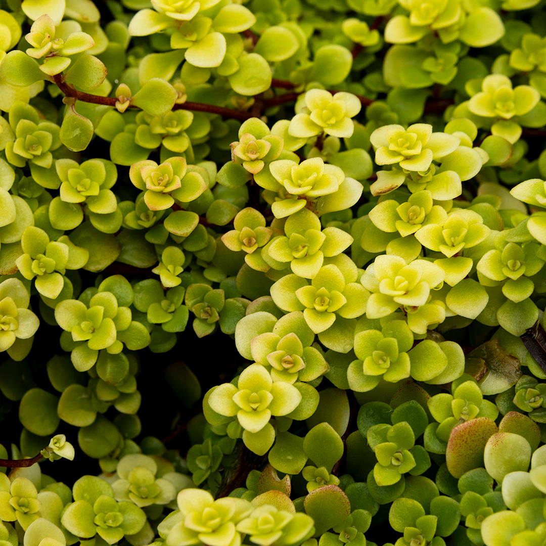 Our Portland plant nursery carries a wide variety of flowers, shrubs, trees, cacti, succulents, and other plants, such as that pictured here