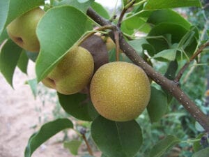 caring-for-the-asian-pear-tree