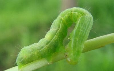 Bud Worms: Everything You Need to Know About Them