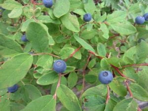 growing-blueberries