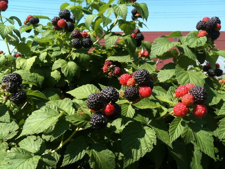 How to Grow Raspberries in the Pacific Northwest