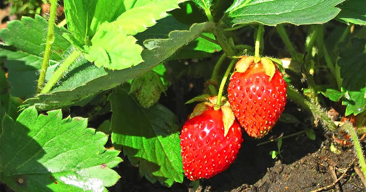 How To Grow Strawberries in the Pacific Northwest Drake's 7 Dees