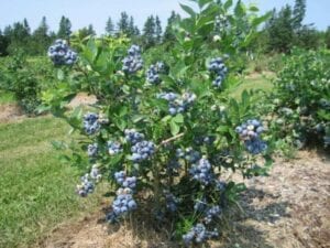 blueberries-growing-portland-landscape