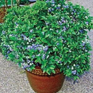 patio-blueberry-bush