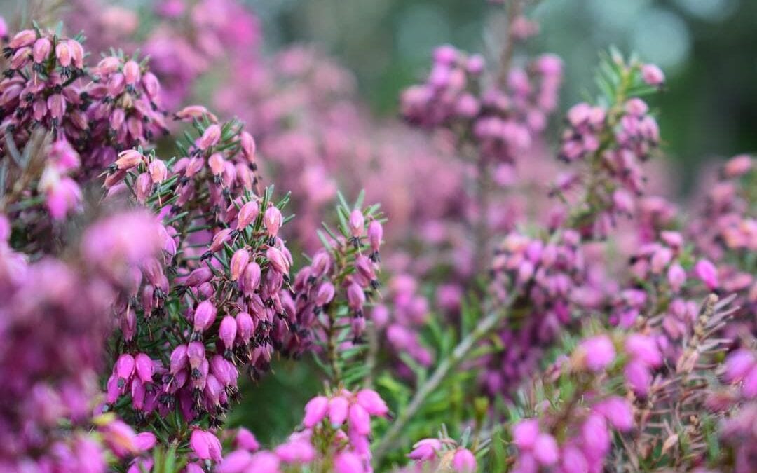 Planting and Growing the Heather Plant