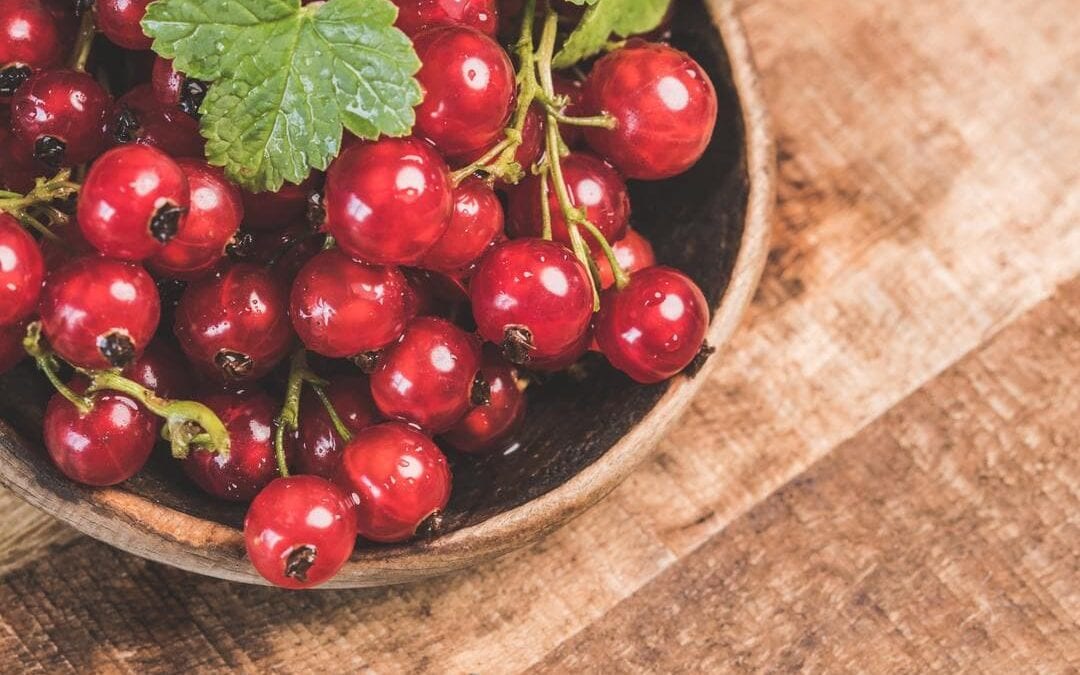 how-to-grow-currants