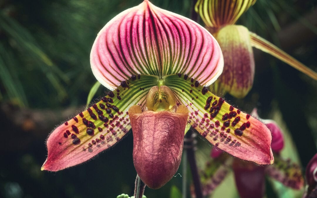 Paphiopedilum Lady Slipper Orchid