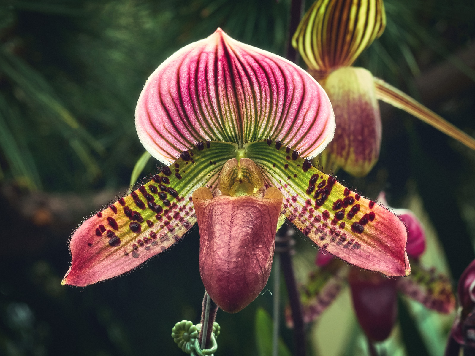 Caring for The Lady Slipper Orchid Drake
