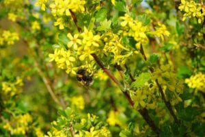 ribes-aureum-flowers-yellow-bush-oregon-native-plants