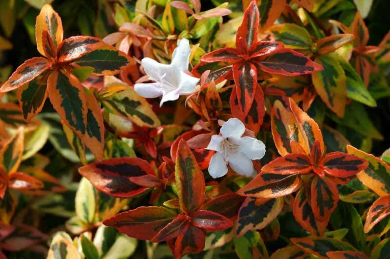 Abelia grandiflora Abelia