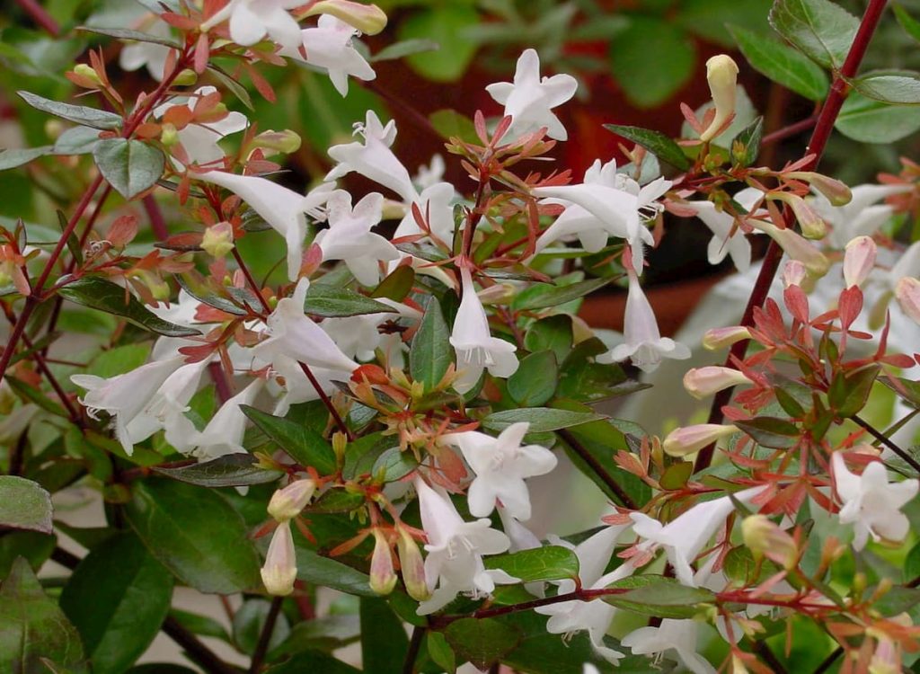 Abelia_grandiflora