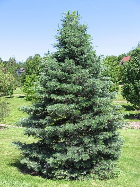 Abies Concolor
