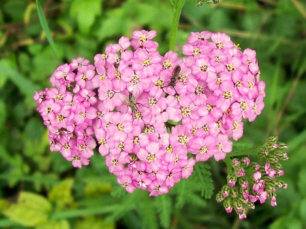 Achillea