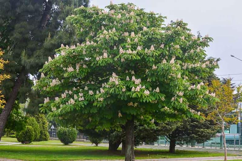 Aescules-tree-for-attracting-butterflies