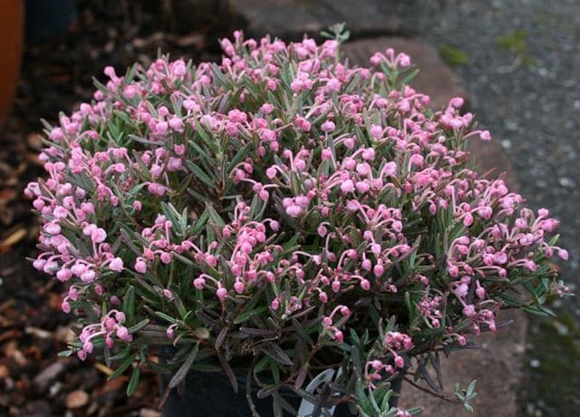 Andromeda Polifolia - Bog Rosemary