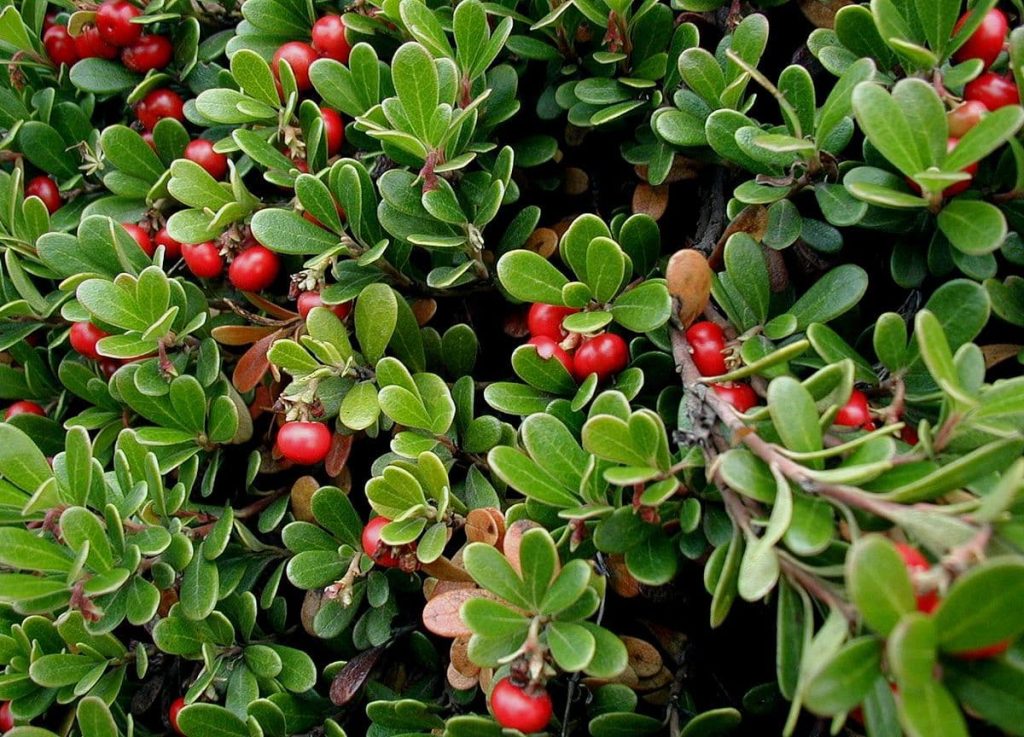 Arctostaphylos Kinnikinnick