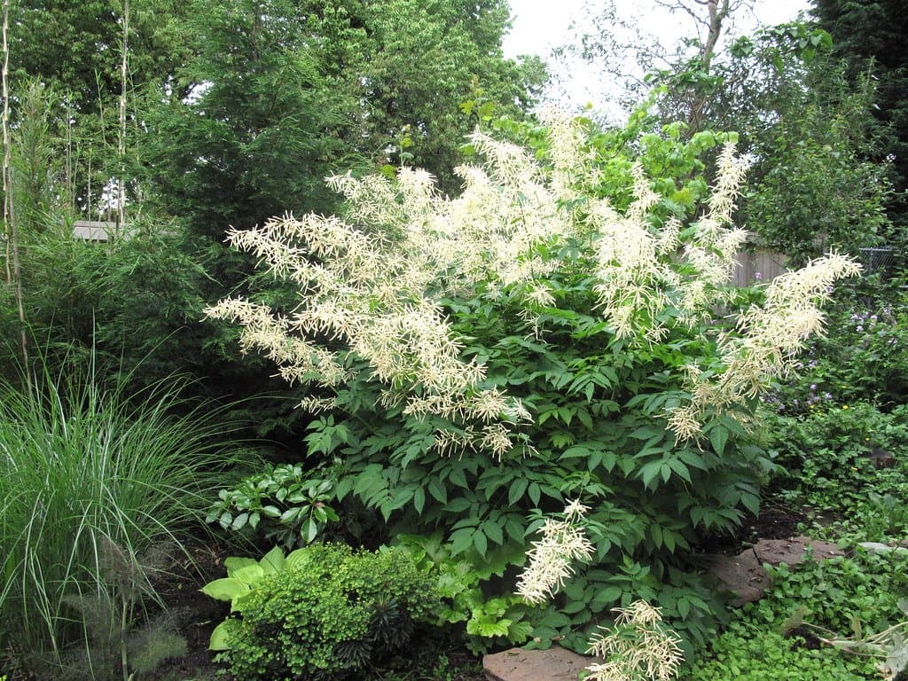 Aruncus dioicus Goatsbeard