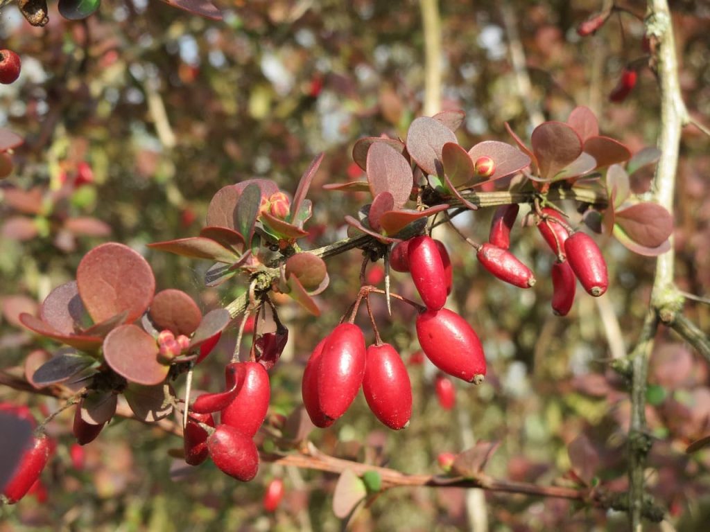 Berberis Barberry