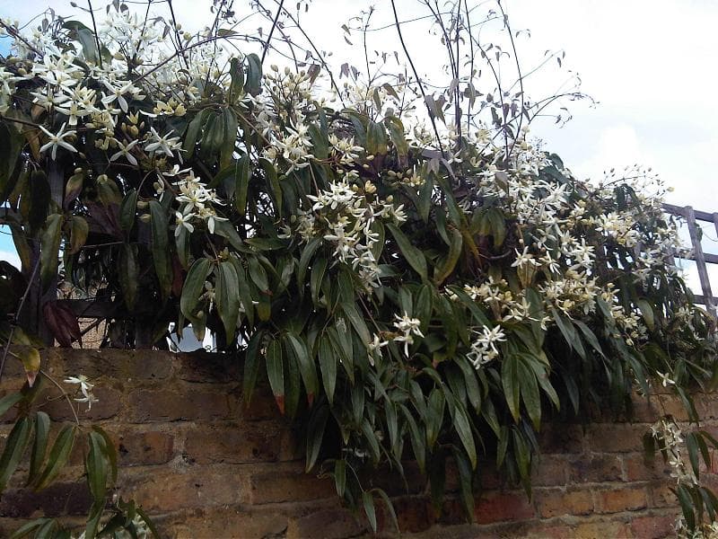 Clematis Armandi