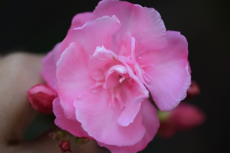 Jean May Camellia