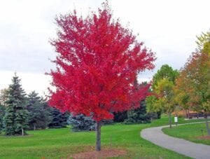 Red-Maple-Trees-For-Wet-Areas