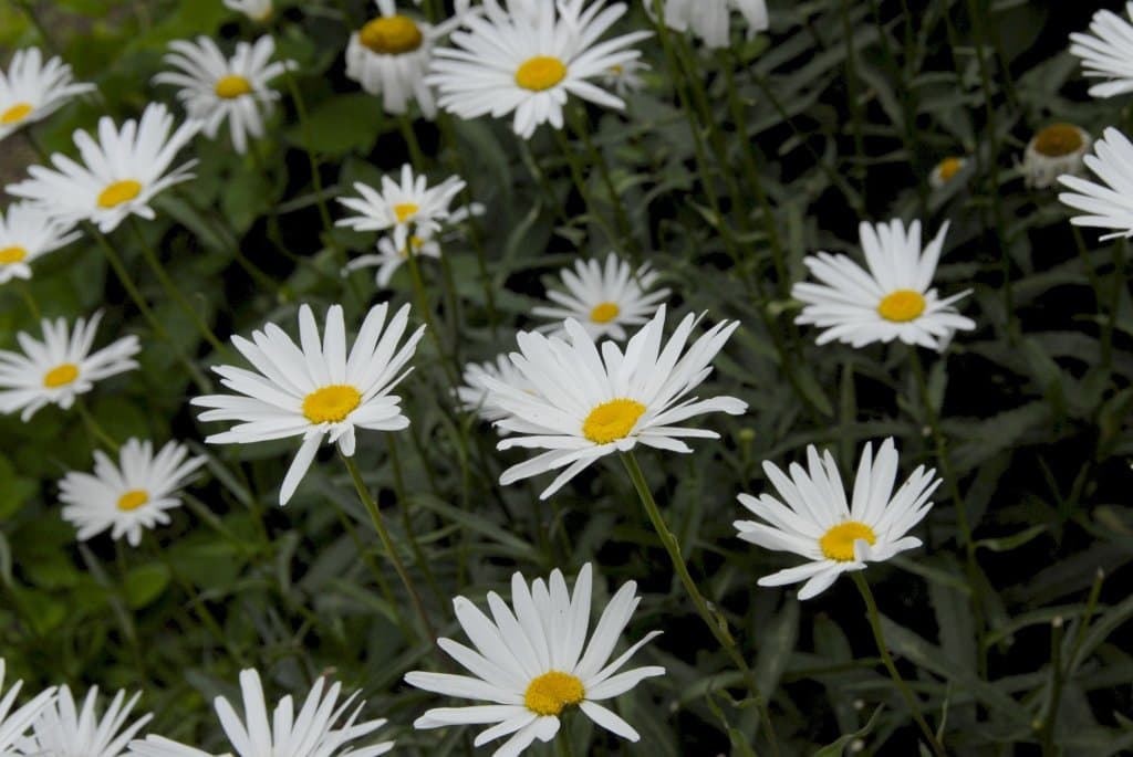 Shasta_daisies