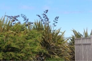 phormium plants blowing in the beach wind