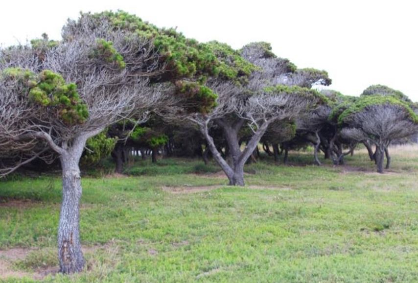 pines on the beach