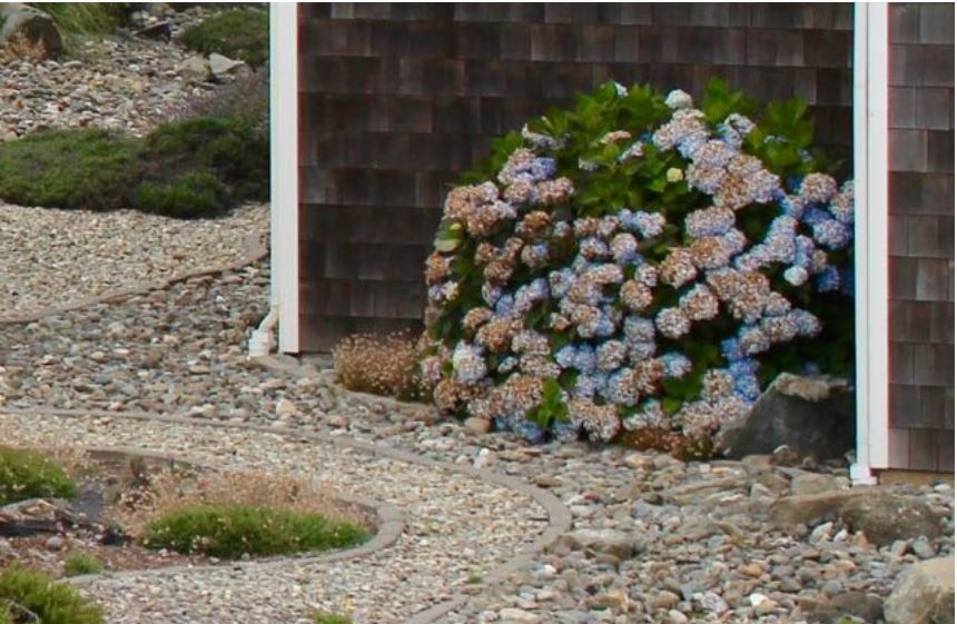 beautiful hydrangeas do great on the coast