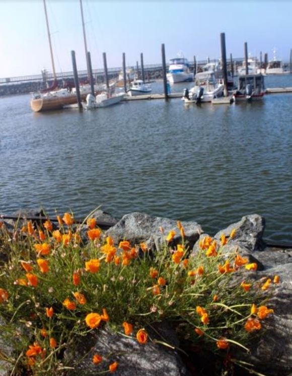 california poppies look beautiful on this waterfront property