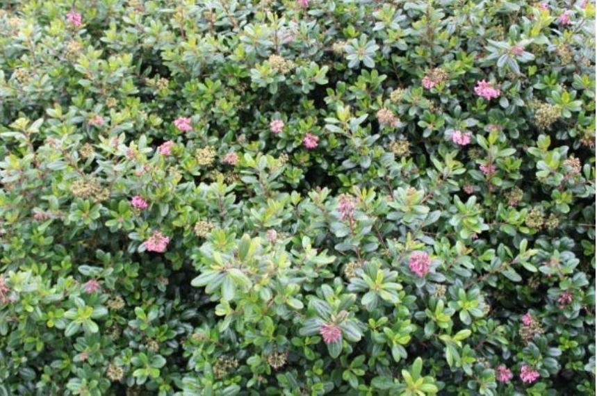 Escallonia flowers on the beach