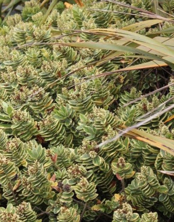 evergreen blossoms on the oregon coast