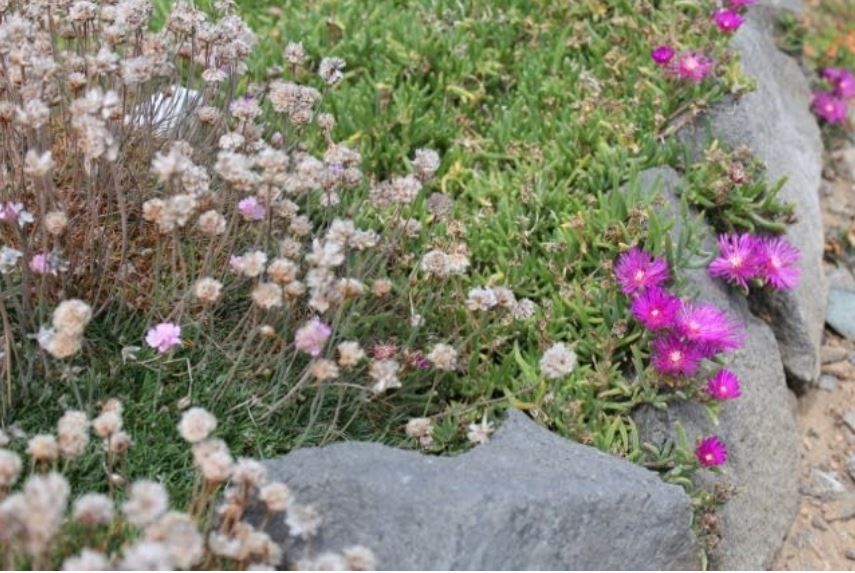 succulents on the beach thrive well