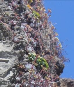 succulents on the side of a rock on the beach