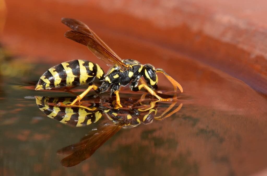 How to Keep Wasps Away when Enjoying the Outdoors
