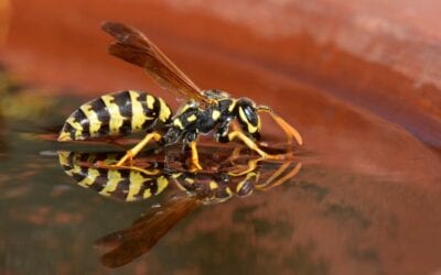 How to Keep Wasps Away when Enjoying the Outdoors