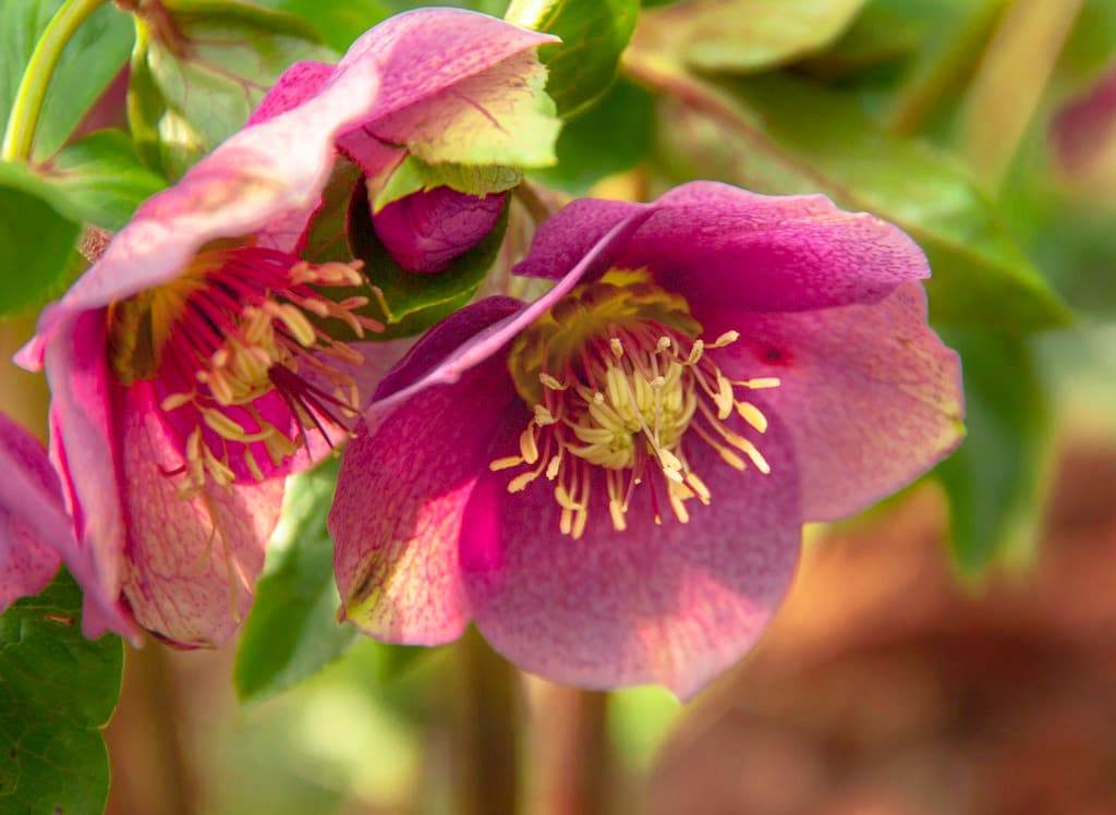 helleborus-lenten-rose