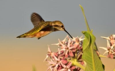 How to Attract Hummingbirds and Butterflies to Your Garden
