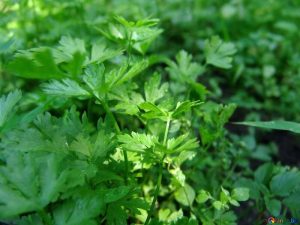 parsley-to-attract-ladybugs