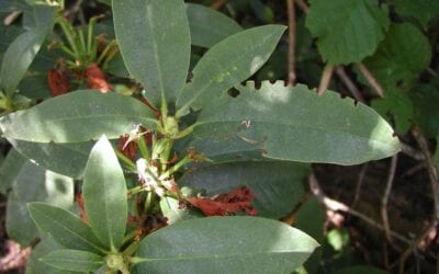 Root Weevils: How to Identify and Remove Them From Your Garden