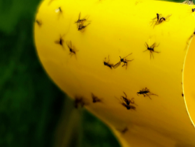 fungus gnats Fungus gnats are a pest to indoor plants