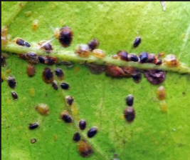 scale Scale are a pest to indoor plants